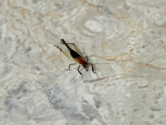 Trigonidium cicindeloides