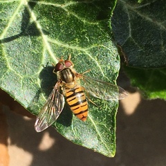 Episyrphus balteatus