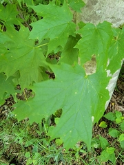 Acer saccharum