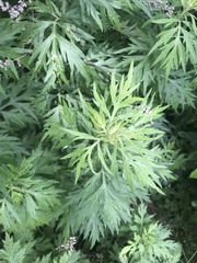 Artemisia vulgaris
