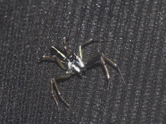 Cosmophasis gemmans