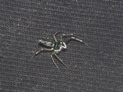 Cosmophasis gemmans