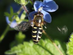 Lapposyrphus lapponicus