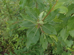 Populus