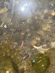Anguilla rostrata