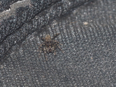 Salticidae