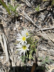Townsendia grandiflora