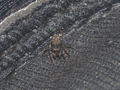 Salticidae