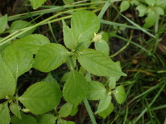 Impatiens parviflora