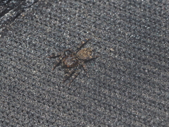 Salticidae