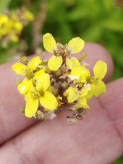 Sinapidendron gymnocalyx