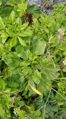 Sinapidendron gymnocalyx