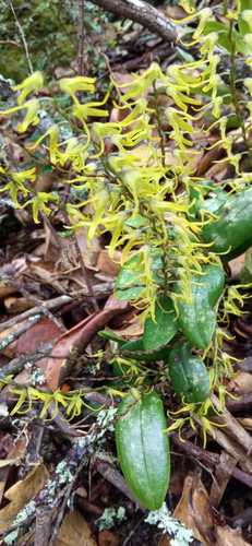 Golden Stelis (Stelis aurea)