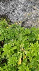 Sinapidendron gymnocalyx