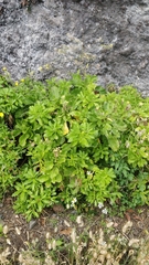 Sinapidendron gymnocalyx