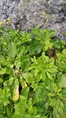 Sinapidendron gymnocalyx