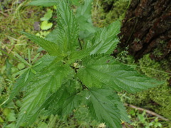 Urtica dioica