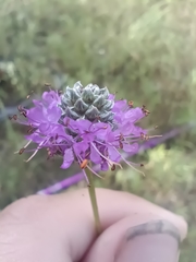 Dalea compacta