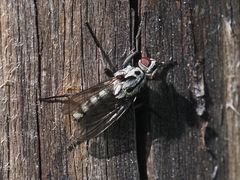 Eustalomyia