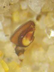 Borboropactus cinerascens