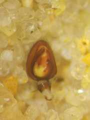 Borboropactus cinerascens