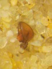 Borboropactus cinerascens