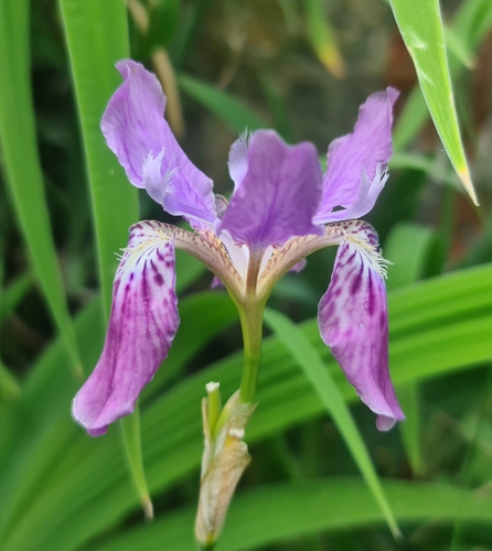 Image of Iris milesii by (c) Peggy Newman, some rights reserved (CC BY)