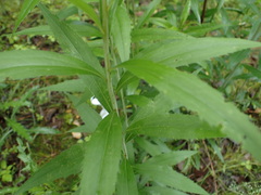 Solidago gigantea
