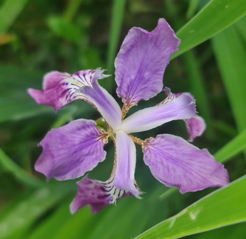Iris milesii, photograph 6