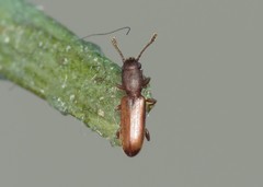 Silvanus unidentatus