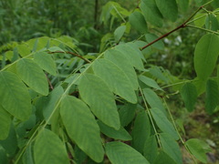 Robinia pseudoacacia