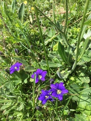 Gentiana pyrenaica
