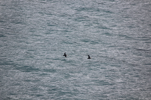 photo of Tufted Puffin (Fratercula cirrhata)