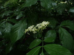 Sambucus nigra