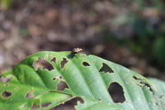 Hyperinae