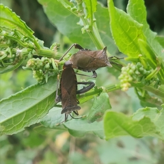 Ochrochira