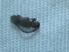 Exocentrus adspersus