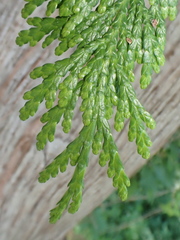 Thuja occidentalis