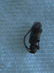 Exocentrus adspersus