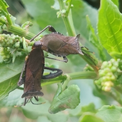 Ochrochira