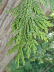 Thuja occidentalis