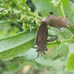 Ochrochira