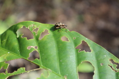 Hyperinae