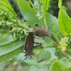 Ochrochira