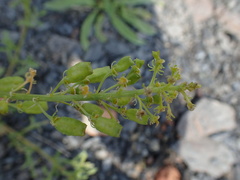 Reseda lutea