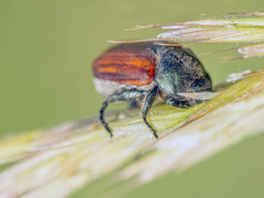 Anisoplia tempestiva