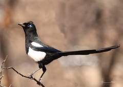 Maghreb Magpie photo 2