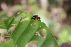 Hyperinae