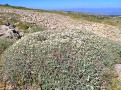 Hormathophylla spinosa