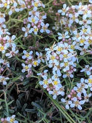 Hormathophylla spinosa